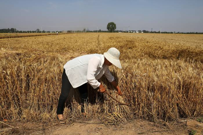 Chinese farmers breaking record harvested 652.29 mln tons of grain