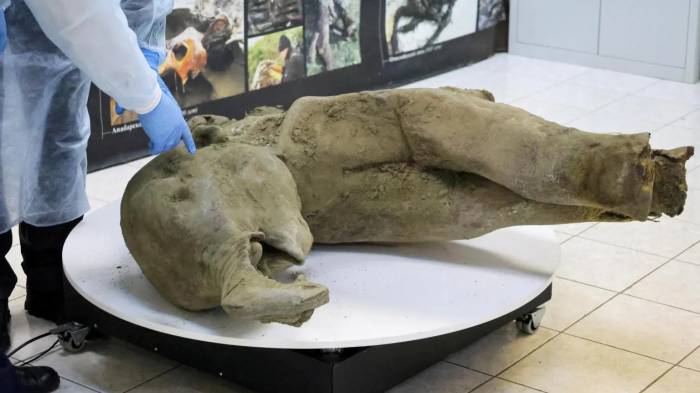 Scientists reveal remains of a 50,000-year-old baby mammoth 