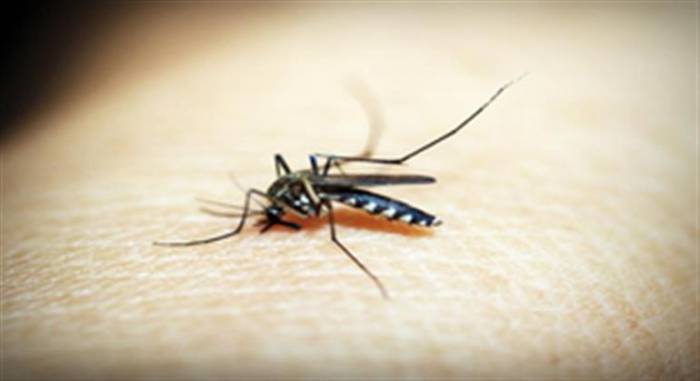 WHO warns over alarming surge in malaria cases in Ethiopia 