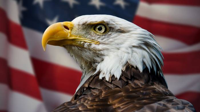 Bald eagle officially designated as U.S. national bird