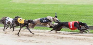 New Zealand plans to ban greyhound racing