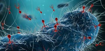 Bacteriophage found in Arctic may be used in therapy 
