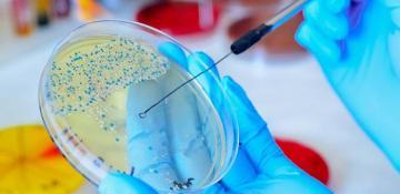 Scientists urge halt on ‘mirror life’ microbe research due to potential risks