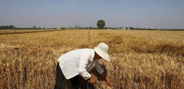 Chinese farmers breaking record harvested 652.29 mln tons of grain