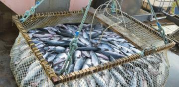 Exports of Russian fish in H1 2024 decline compared to last year 