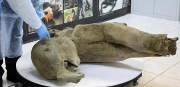 Scientists reveal remains of a 50,000-year-old baby mammoth 