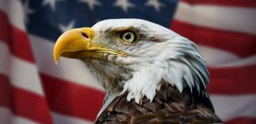 Bald eagle officially designated as U.S. national bird