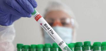 CDC detects mutations in first severe US bird flu case