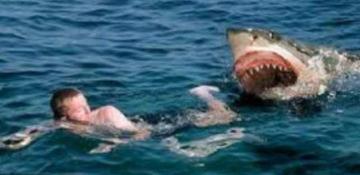 Tourist killed in shark attack in Egypt's Red Sea resort 