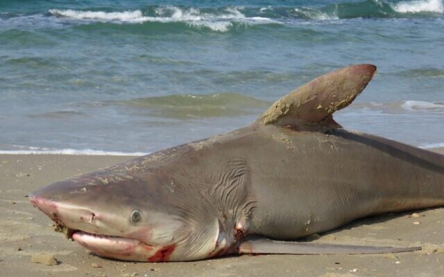 1.5 meter sandbar shark found dead on Israel’s Hadera beach