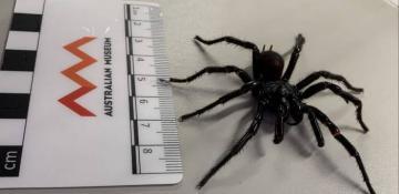 Scientists discover bigger and more venomous species of deadly funnel-web spider