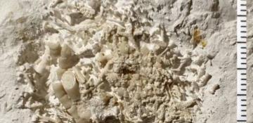 66 million-year-old fish vomit unearthed in Denmark