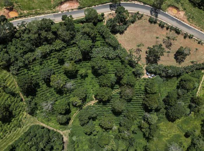 Brazil drought drives global coffee prices up 