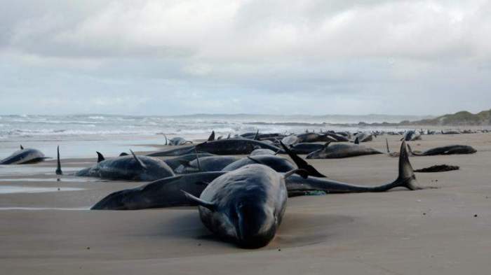 Over 150 false killer whales stranded on remote Australian beach
