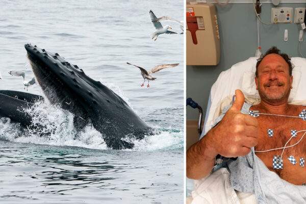 Kayaker escapes after being swallowed by a humpback whale in Chile  -VIDEO 