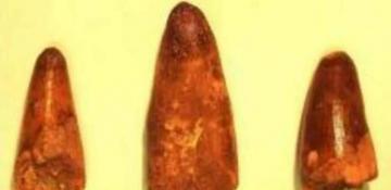 French customs seize dinosaur teeth found in lorry 