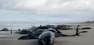 Over 150 false killer whales stranded on remote Australian beach