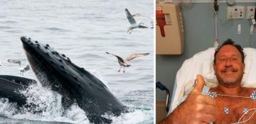 Kayaker escapes after being swallowed by a humpback whale in Chile  -VIDEO 