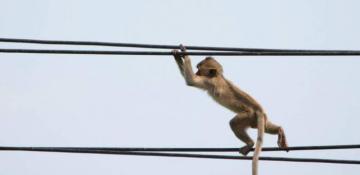 Sri Lanka left without power after monkey entered power station 