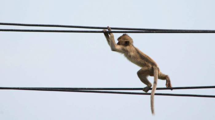 Sri Lanka left without power after monkey entered power station 