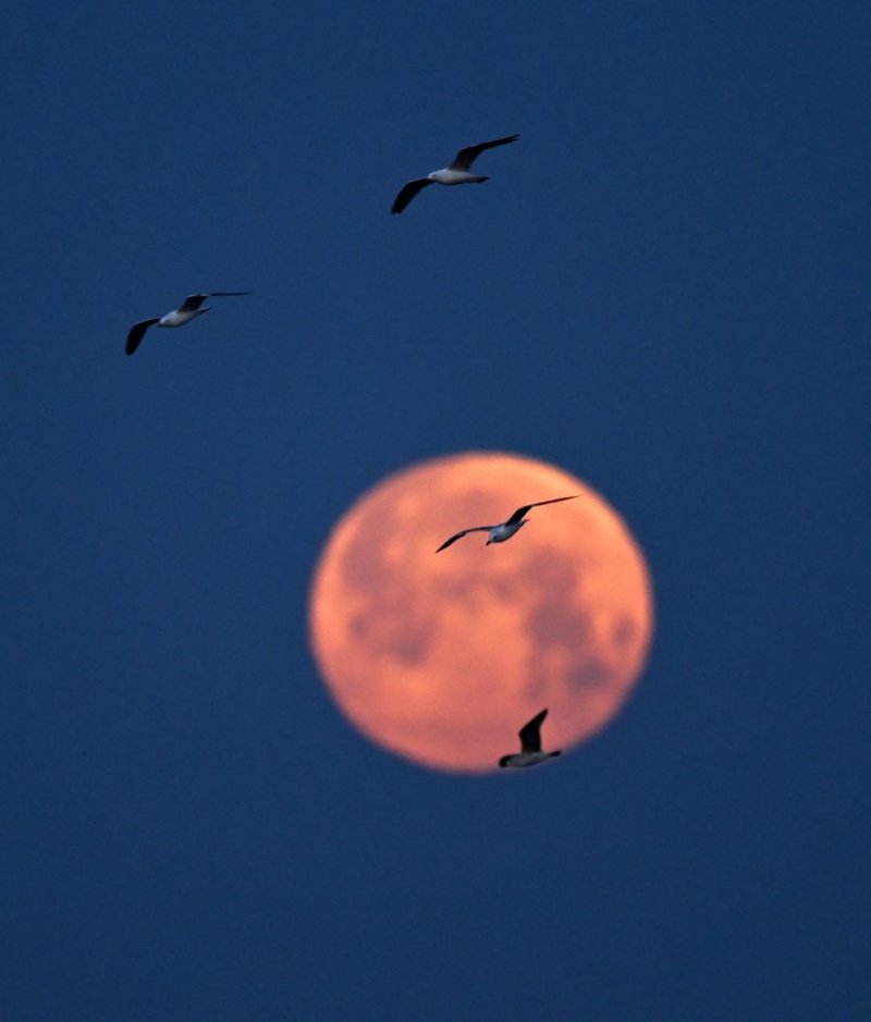 News about -  In photos:  Blood moon lights up the sky in stunning lunar eclipse display