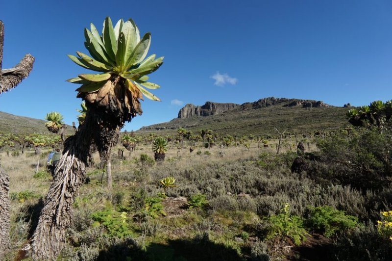 UNESCO launches biosphere reserve to promote biodiversity conservation along Kenya-Uganda border 