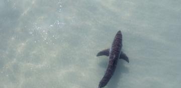 Surfer missing after suspected shark attack in Western Australia