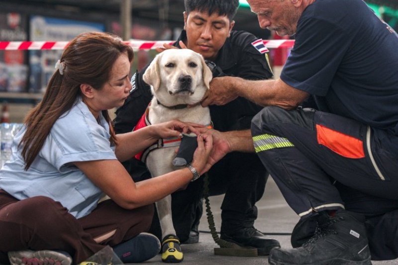 Thailand's rescue dogs also serve as emotional support 