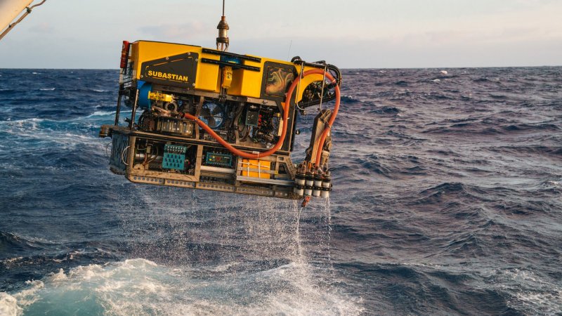 2025/04/2-1744798559.jpg + Colossal squid filmed in natural habitat for first time - PHOTO News about - Colossal squid filmed in natural habitat for first time - PHOTO