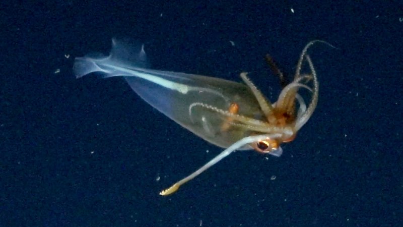 2025/04/2-1744798559.jpg + Colossal squid filmed in natural habitat for first time - PHOTO News about - Colossal squid filmed in natural habitat for first time - PHOTO