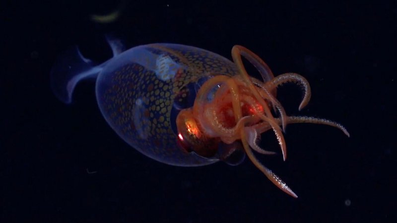 Colossal squid filmed in natural habitat for first time -  PHOTO 