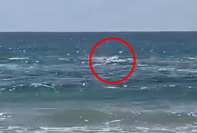 Swimmer missing after rare shark attack off northern Israel coast  VIDEO 