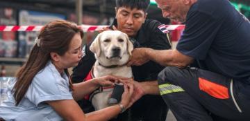 Thailand's rescue dogs also serve as emotional support 