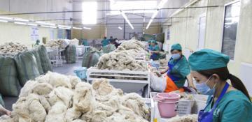 Mongolia's combed cashmere exports decrease by 55 pct in Q1 