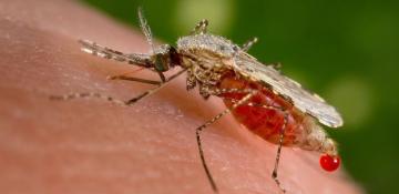 Pakistan calls for global coordination to win fight against malaria 