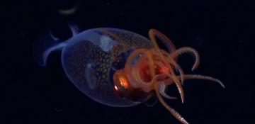 Colossal squid filmed in natural habitat for first time -  PHOTO 