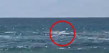 Swimmer missing after rare shark attack off northern Israel coast  VIDEO 