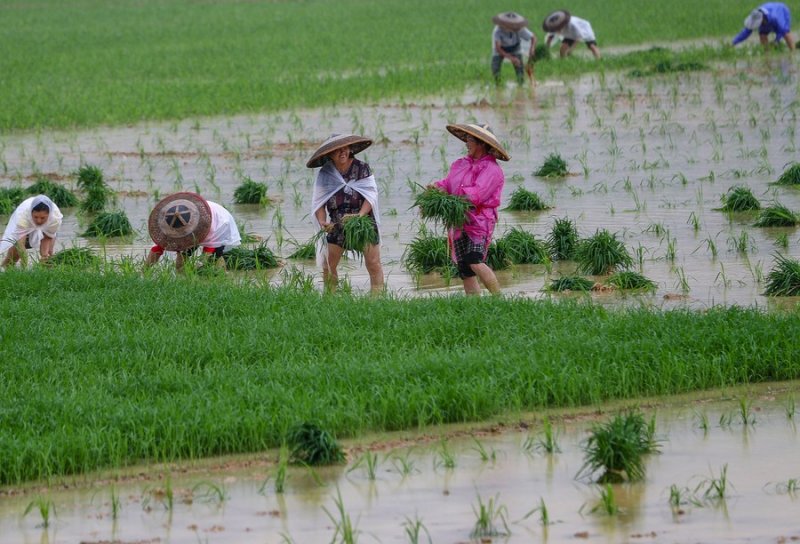 Chinese scientists discover heat-resistant rice gene 