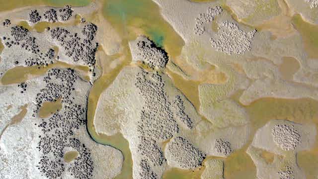 Scientists discover hidden tropical oyster reefs across northern Australia 