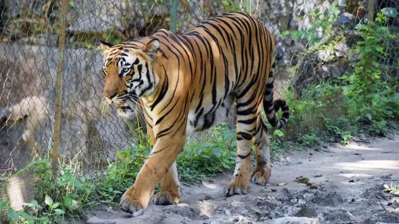Royal Bengal tiger killed by mob in India