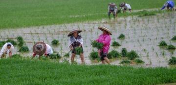Chinese scientists discover heat-resistant rice gene 