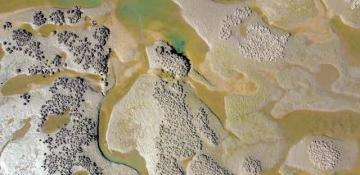 Scientists discover hidden tropical oyster reefs across northern Australia 