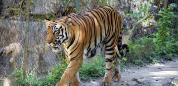 Royal Bengal tiger killed by mob in India