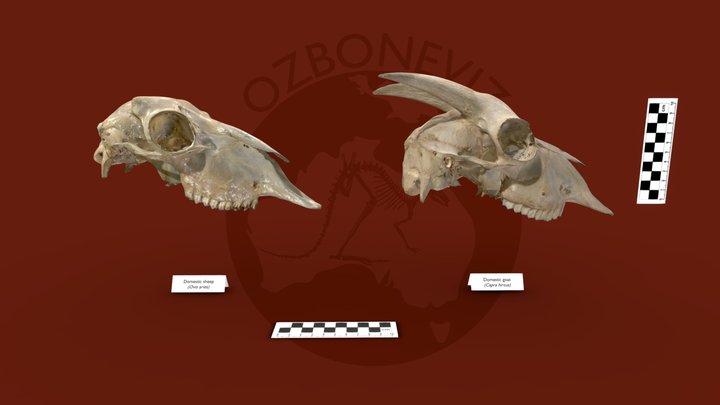 Australia develops world-first 3D animal bone database