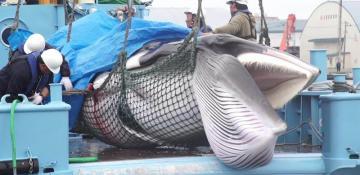 Japan hunts fin whales for first time since leaving global whaling body