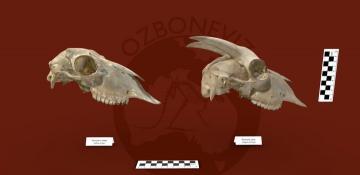 Australia develops world-first 3D animal bone database