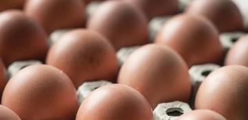 Salmonella outbreak tied to eggs sickens dozens across seven states