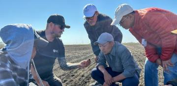 Tariffs on canola seen supercharging Canadian farmers’ shift to spring wheat