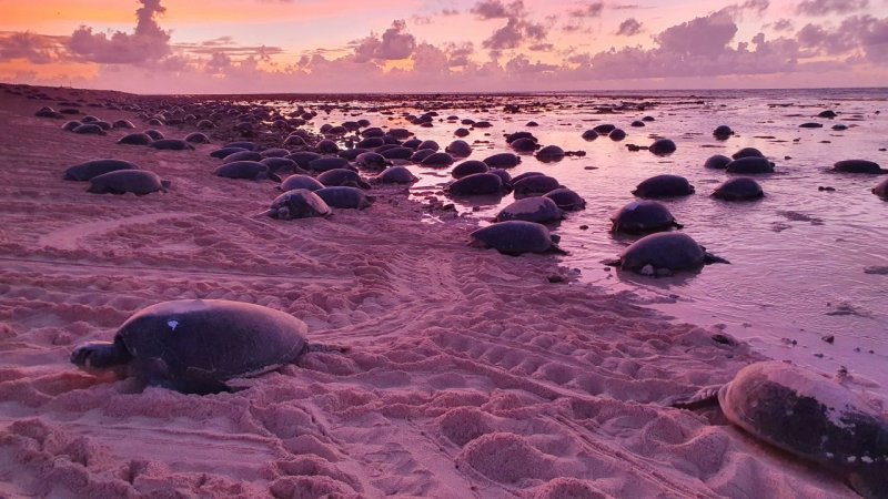Green sea turtle nesting site found at South China Sea reef 