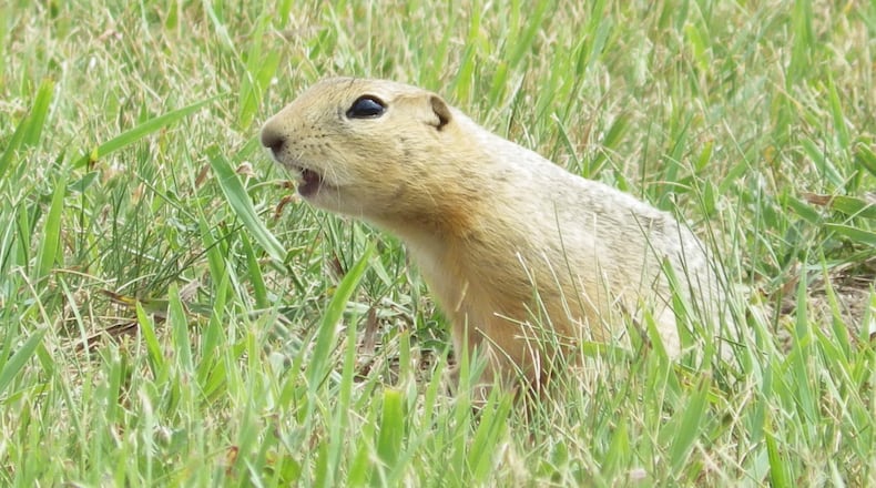 Ground squirrels overrun North Dakota city, frustrating officials